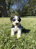 Adolis, a male Miniature Schnauzer for sale in Marietta, OK – 4 of 6
