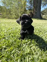 Madono , a male Miniature Schnauzer for sale in Marietta, OK – 4 of 8