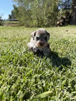 Thor, a male Miniature Schnauzer for sale in Marietta, OK – 5 of 7