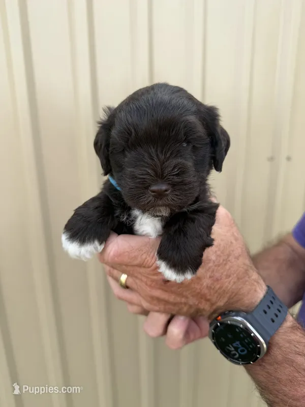 Benji – Miniature Schnauzer puppy for sale in Marietta, OK