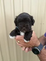Benji, a male Miniature Schnauzer for sale in Marietta, OK – 1 of 3