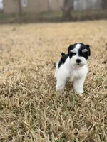 Rocky , a male Miniature Schnauzer for sale in Marietta, OK – Photo 6 of 6