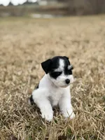 Rocky , a male Miniature Schnauzer for sale in Marietta, OK – Photo 3 of 6
