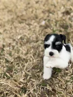 Rocky , a male Miniature Schnauzer for sale in Marietta, OK – Photo 2 of 6