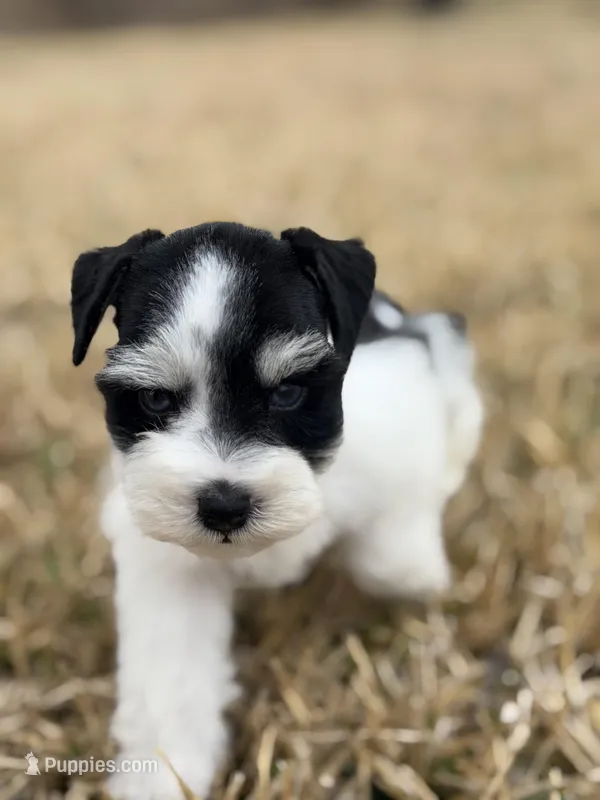 Rocky  – Miniature Schnauzer puppy for sale in Marietta, OK