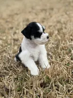 Rocky , a male Miniature Schnauzer for sale in Marietta, OK – Photo 5 of 6