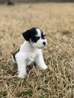 Rocky , a male Miniature Schnauzer for sale in Marietta, OK – Photo 4 of 6