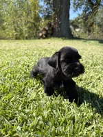 Madono , a male Miniature Schnauzer for sale in Marietta, OK – 3 of 8