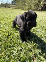 Simone, a female Miniature Schnauzer for sale in Marietta, OK – 6 of 7
