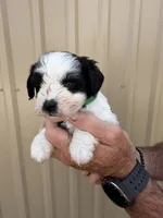 Gill, a male Miniature Schnauzer for sale in Marietta, OK – 2 of 3