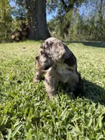Ripple, a female Miniature Schnauzer for sale in Marietta, OK – 9 of 9