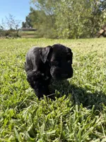 Jeter, a male Miniature Schnauzer for sale in Marietta, OK – 4 of 6