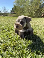 Brittle, a female Miniature Schnauzer for sale in Marietta, OK – 2 of 8
