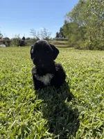 Dirk, a male Miniature Schnauzer for sale in Marietta, OK – 3 of 6