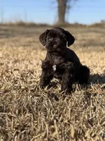 Coco, a female Miniature Schnauzer for sale in Marietta, OK – Photo 2 of 3