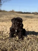 Coco, a female Miniature Schnauzer for sale in Marietta, OK – Photo 1 of 3
