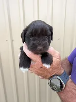 Joley , a female Miniature Schnauzer for sale in Marietta, OK – 3 of 3