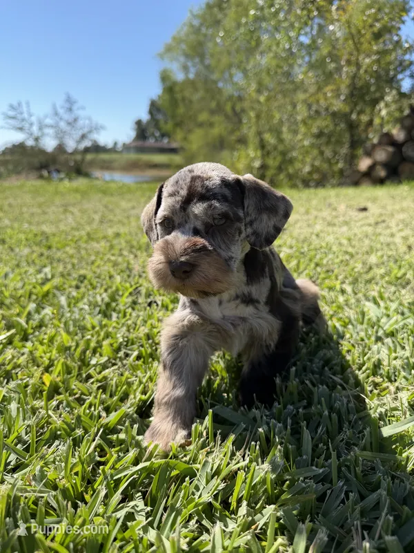 Ripple, a female Miniature Schnauzer for sale in Marietta, OK – 1 of 9
