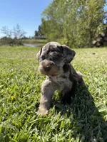 Ripple, a female Miniature Schnauzer for sale in Marietta, OK – 1 of 9