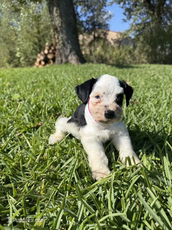 Rue – Miniature Schnauzer puppy for sale in Marietta, OK
