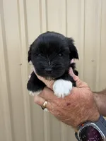 Poppy, a female Miniature Schnauzer for sale in Marietta, OK – 2 of 3