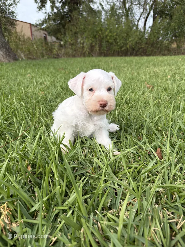 Aspen – Miniature Schnauzer puppy for sale in Marietta, OK