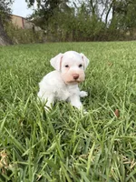 Aspen, a female Miniature Schnauzer for sale in Marietta, OK – 1 of 5