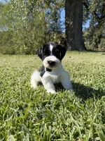 Jonah, a male Miniature Schnauzer for sale in Marietta, OK – 5 of 6