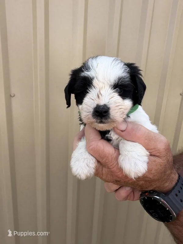 Gill – Miniature Schnauzer puppy for sale in Marietta, OK