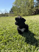 Dirk, a male Miniature Schnauzer for sale in Marietta, OK – 6 of 6
