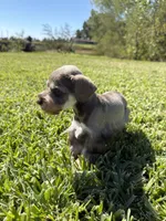 Thor, a male Miniature Schnauzer for sale in Marietta, OK – 2 of 7