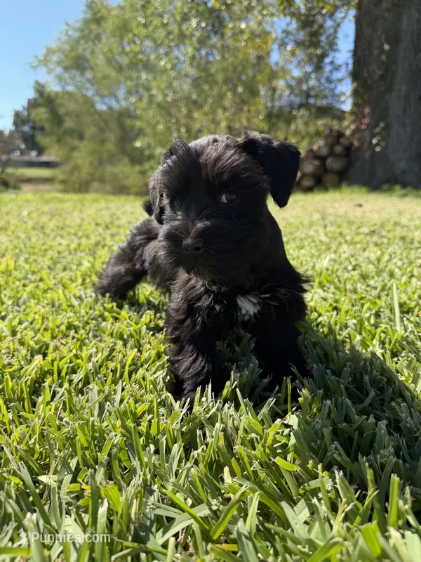 Lane – Miniature Schnauzer puppy for sale in Marietta, OK