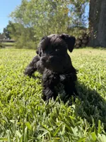 Lane, a female Miniature Schnauzer for sale in Marietta, OK – 1 of 9