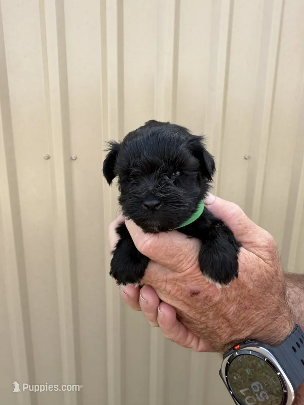 Elwood – Miniature Schnauzer puppy for sale in Marietta, OK