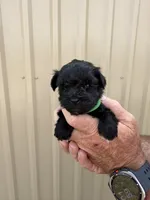 Elwood, a male Miniature Schnauzer for sale in Marietta, OK – 1 of 3