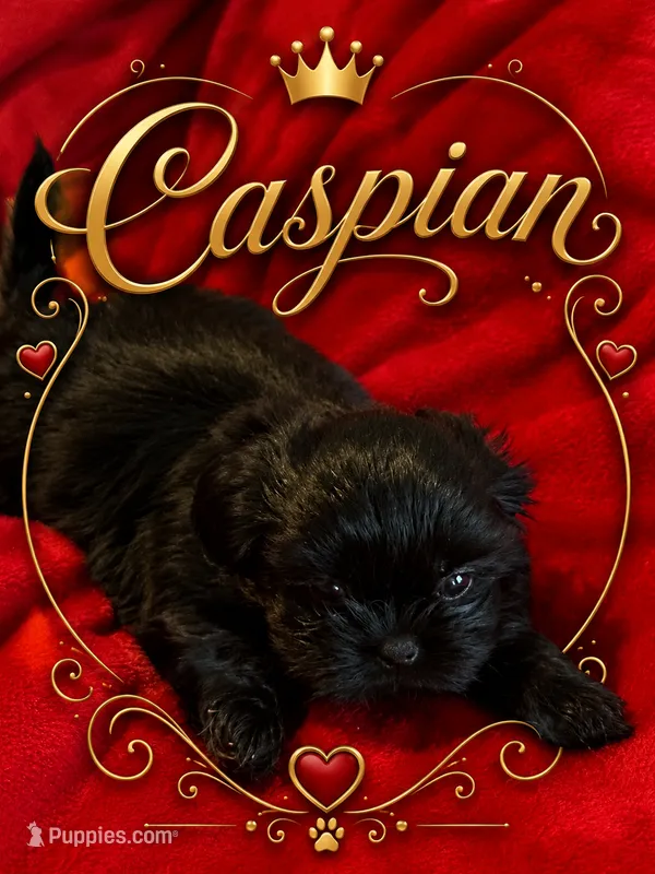 Caspian – Shih Tzu puppy for sale in Crowley, TX