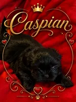 Caspian, a male Shih Tzu for sale in Crowley, TX – 1 of 1