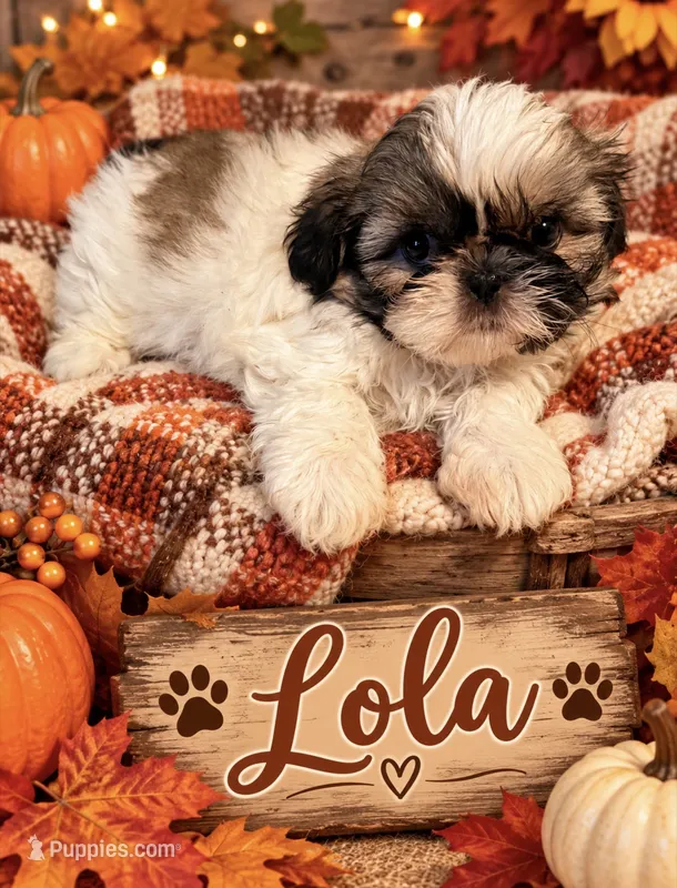Lola – Shih Tzu puppy for sale in Crowley, TX