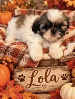 Lola, a female Shih Tzu for sale in Crowley, TX – 1 of 6