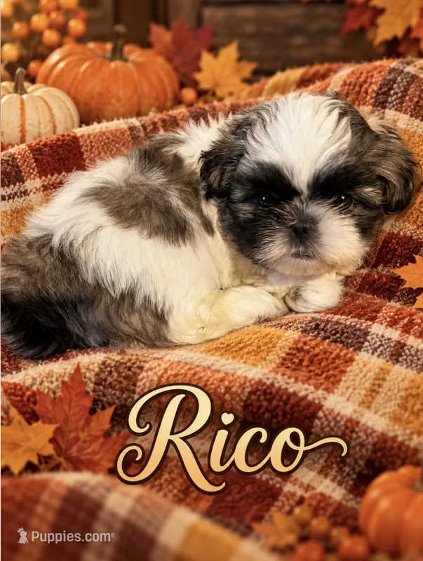 Rico – Shih Tzu puppy for sale in Crowley, TX
