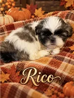 Rico, a male Shih Tzu for sale in Crowley, TX – 1 of 5