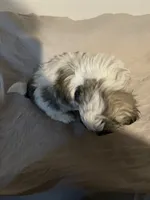 Rico, a male Shih Tzu for sale in Crowley, TX – 4 of 5