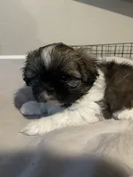 Travis, a male Shih Tzu for sale in Crowley, TX – 2 of 6