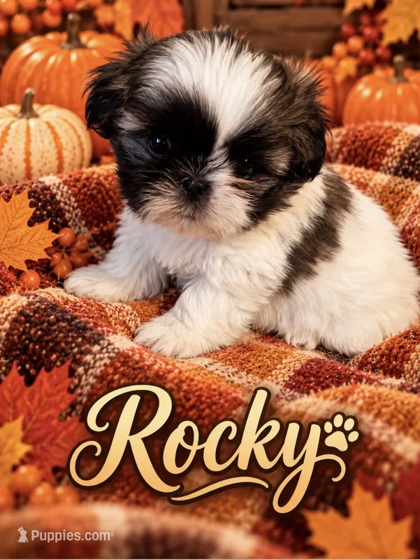 Rocky – Shih Tzu puppy for sale in Crowley, TX