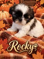 Rocky, a male Shih Tzu for sale in Crowley, TX – 1 of 5