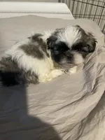 Rico, a male Shih Tzu for sale in Crowley, TX – 5 of 5