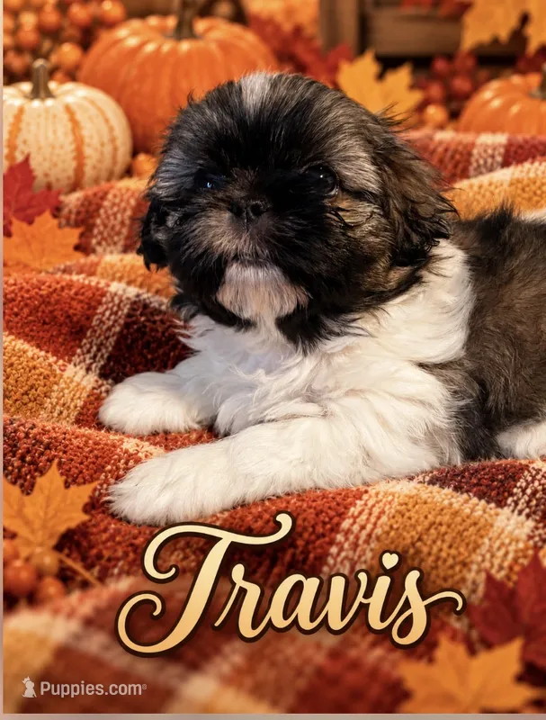 Travis – Shih Tzu puppy for sale in Crowley, TX