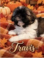 Travis, a male Shih Tzu for sale in Crowley, TX – 1 of 6