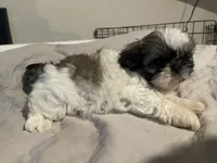 Lola, a female Shih Tzu for sale in Crowley, TX – 5 of 6