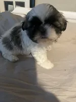 Rico, a male Shih Tzu for sale in Crowley, TX – 3 of 5